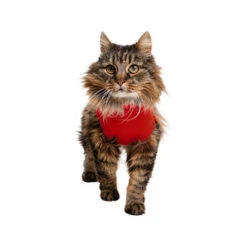 Medical Pet Shirt Katze 7 Medical Pet Shirt Katze -Heimtierbedarf Geschäft medical pet shirt kat 167404 0500 none