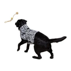 Medical Pet Top Shirt Zebra -Heimtierbedarf Geschäft medical pet top shirt zebraprint 150701 0500 none