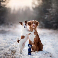 Medical Pet Shirt Boot -Heimtierbedarf Geschäft medical pets boot 167509 0500 none