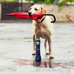 Medical Pet Shirt Boot -Heimtierbedarf Geschäft medical pets boot 167512 0500 none