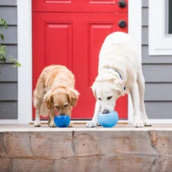 Planet Dog Orbee-Tuff Lil’ Snoop Toy -Heimtierbedarf Geschäft orbee tuff lil snoop toy 203408 0500 none