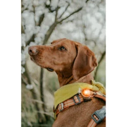Orbiloc Dog Dual Safety Light -Heimtierbedarf Geschäft orbiloc led veiligheidslamp 188115 0500 none