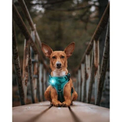 Orbiloc Dog Dual Safety Light -Heimtierbedarf Geschäft orbiloc led veiligheidslamp 188118 0500 none