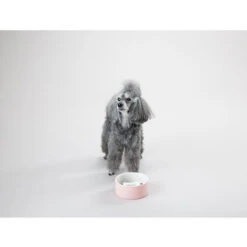 PAIKKA Slow Feed Bowl -Heimtierbedarf Geschäft paikka slow feed bowl 217878 0500 none