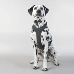 PAIKKA Visibility Harness -Heimtierbedarf Geschäft paikka visibility harness 217809 0500 none