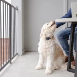 PetSafe Anti-Bell-Halsband 9 PetSafe Anti-Bell-Halsband -Heimtierbedarf Geschäft petsafe anti blafhalsband 208109 0500 none