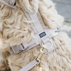 Kentucky Dog Harness Active Velvet -Heimtierbedarf Geschäft prod 15744 218987 0500 none