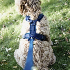Kentucky Dog Harness Active Velvet -Heimtierbedarf Geschäft prod 15744 218992 0500 none