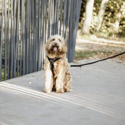 Kentucky Dog Harness Active Velvet -Heimtierbedarf Geschäft prod 15744 218994 0500 none