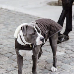 Kentucky Hundemantel Original -Heimtierbedarf Geschäft prod 15745 218998 0500 none