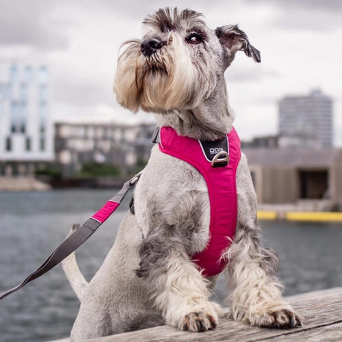 DOG Copenhagen Comfort Walk Pro Geschirr 6 DOG Copenhagen Comfort Walk Pro Geschirr – Bild 4