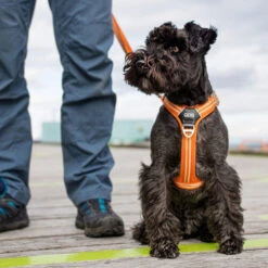 DOG Copenhagen Comfort Walk Air Geschirr -Heimtierbedarf Geschäft prod 15939 220308 0500 none