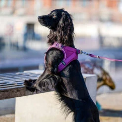 DOG Copenhagen Comfort Walk Go Geschirr -Heimtierbedarf Geschäft prod 15940 220325 0500 none