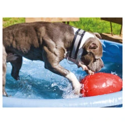 Jolly Egg 13 Jolly Egg -Heimtierbedarf Geschäft product jolly egg none 4 1496839894 86968