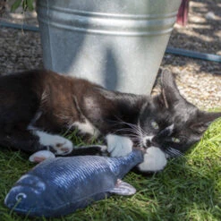 Robocat Lachs -Heimtierbedarf Geschäft robocat zalm 168219 0500 none