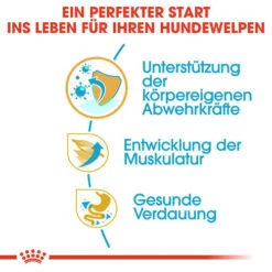 Royal Canin Boxer Puppy - Hundefutter 11 Royal Canin Boxer Puppy - Hundefutter -Heimtierbedarf Geschäft royal canin boxer puppy hondenvoer 137482 0500 none