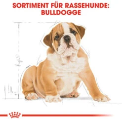 Royal Canin Bulldog Puppy - Hundefutter -Heimtierbedarf Geschäft royal canin bulldog puppy hondenvoer 137812 0500 none