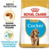 Royal Canin Cocker Puppy - Hundefutter -Heimtierbedarf Geschäft royal canin cocker puppy hondenvoer 140501 0500 none