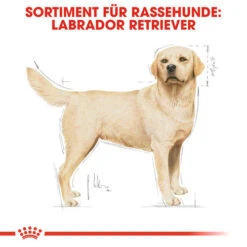 Royal Canin Labrador Retriever Adult - Hundefutter -Heimtierbedarf Geschäft royal canin labrador retriever adult hondenvoer 139351 0500 none