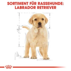 Royal Canin Labrador Retriever Puppy - Hundefutter 13 Royal Canin Labrador Retriever Puppy - Hundefutter -Heimtierbedarf Geschäft royal canin labrador retriever puppy hondenvoer 139438 0500 none