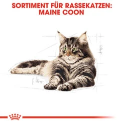 Royal Canin Maine Coon Adult - Katzenfutter 12 Royal Canin Maine Coon Adult - Katzenfutter -Heimtierbedarf Geschäft royal canin maine coon adult kattenvoer 124910 0500 none