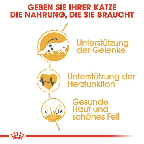 Royal Canin Maine Coon Adult - Katzenfutter 4 Royal Canin Maine Coon Adult - Katzenfutter – Bild 2