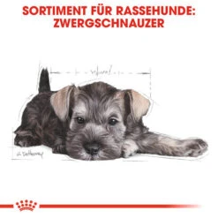 Royal Canin Mini Schnauzer Puppy - Hundefutter -Heimtierbedarf Geschäft royal canin mini schnauzer puppy hondenvoer 140182 0500 none
