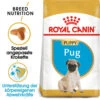 Royal Canin Pug Puppy - Hundefutter 1 Royal Canin Pug Puppy - Hundefutter -Heimtierbedarf Geschäft royal canin pug puppy hondenvoer 139921 0500 none