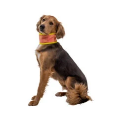 Ruffwear Swamp Cooler Neck Gaiter 11 Ruffwear Swamp Cooler Neck Gaiter -Heimtierbedarf Geschäft ruffwear swamp cooler neck gaiter 196817 0500 none