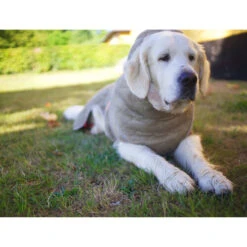 Siccaro WetDog SupremePro 12 Siccaro WetDog SupremePro -Heimtierbedarf Geschäft siccaro wetdog supremepro 20 216998 0500 none