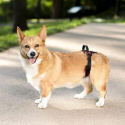 PetSafe Carelift - Tragesystem / Tragegeschirr Für Hunde -Heimtierbedarf Geschäft solvit carelift draagsysteem voor de hond 163711 0500 none