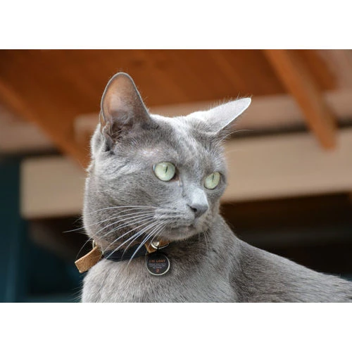 Spotted! Pro Dog & Cat 5 Spotted! Pro Dog & Cat – Bild 3