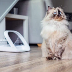 Surefeed Connect Mikrochip-Futterautomat -Heimtierbedarf Geschäft surefeed microchip voerbak connect 221224 0500 none