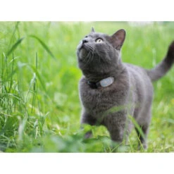 Tabcat Cat Tracker -Heimtierbedarf Geschäft tabcat cat tracker 217030 0500 none