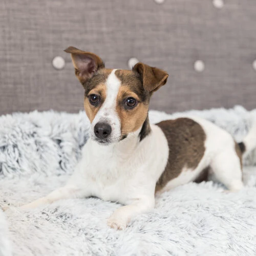 Trixie Polster-Schondecke Harvey 4 Trixie Polster-Schondecke Harvey – Bild 2