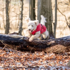 Trixie Regenjacke Vimy -Heimtierbedarf Geschäft trixie regenjas vimy 204857 0500 none