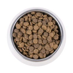 Vetality Urinary - Katzenfutter 9 Vetality Urinary - Katzenfutter -Heimtierbedarf Geschäft vetality urinary kattenvoer 195269 0500 none