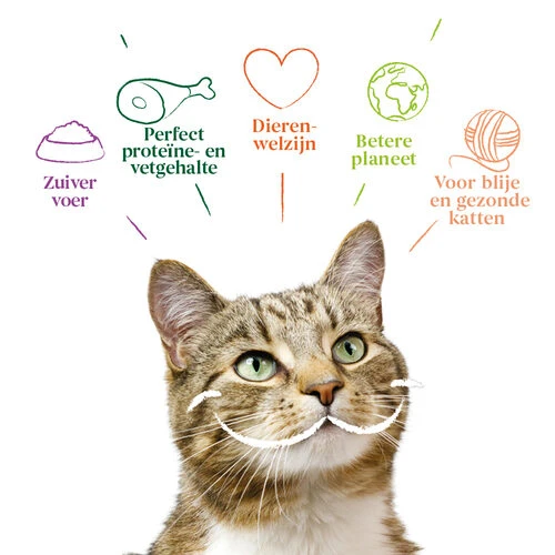 Yarrah - Katzenfutter Paté Rind Mit Chicorée Bio 7 Yarrah - Katzenfutter Paté Rind Mit Chicorée Bio – Bild 5